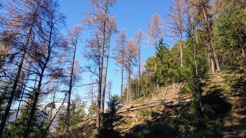 Unterbäch im Waldstück »Hohegga-Capetsch»